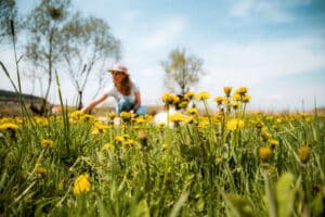 Woman harvesting Dandelion Herb from a field