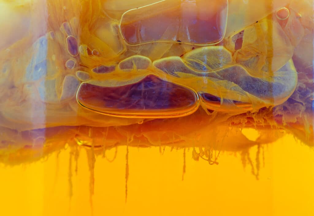 Live Cultures in Kombucha
