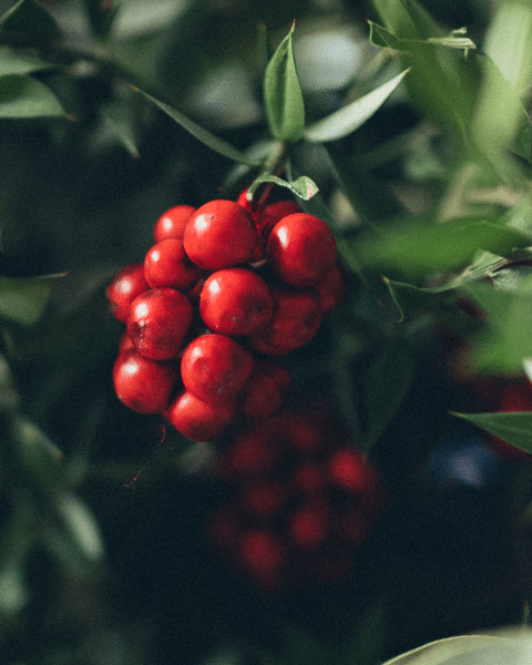 cranberry ginger