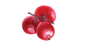 cranberries
