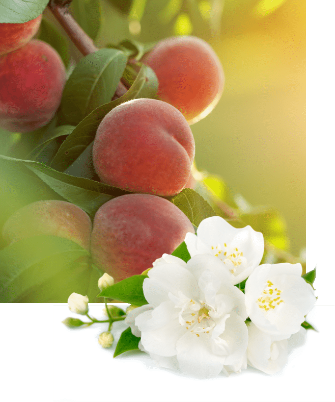 peaches