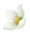 Jasmine flower